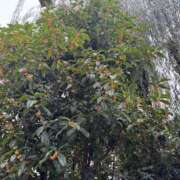 ヒメ日記 2025/11/01 07:30 投稿 ももせ 熟女家 十三店