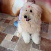 きつね イッヌに埋もれきつね🦊 コスパラ