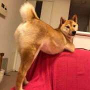 ヒメ日記 2025/07/05 12:59 投稿 あかり☆ CLUB PIAA