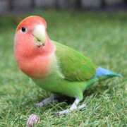 ヒメ日記 2025/10/10 15:00 投稿 あかり☆ CLUB PIAA