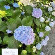 ヒメ日記 2026/06/21 18:12 投稿 あかり☆ CLUB PIAA