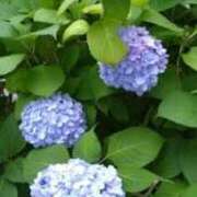 ヒメ日記 2025/06/09 08:14 投稿 田端 熟女の風俗最終章 横浜本店