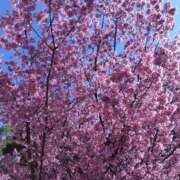 ヒメ日記 2025/01/03 14:36 投稿 鶴田 熟女の風俗最終章 新横浜店