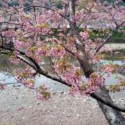 ヒメ日記 2025/01/04 15:36 投稿 鶴田 熟女の風俗最終章 新横浜店