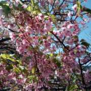 ヒメ日記 2025/01/31 06:56 投稿 鶴田 熟女の風俗最終章 新横浜店