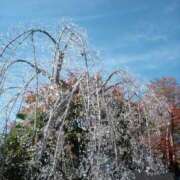 ヒメ日記 2025/05/19 08:36 投稿 鶴田 熟女の風俗最終章 新横浜店