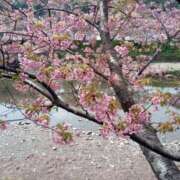 ヒメ日記 2026/04/05 08:49 投稿 鶴田 熟女の風俗最終章 新横浜店