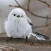 ヒメ日記 2024/12/14 00:06 投稿 るみ マリン千姫