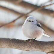 ヒメ日記 2025/01/25 00:06 投稿 るみ マリン千姫