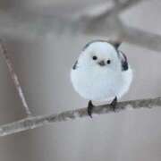 ヒメ日記 2025/02/11 15:00 投稿 るみ マリン千姫