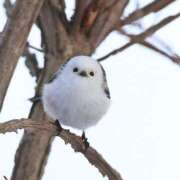 ヒメ日記 2025/03/11 23:48 投稿 るみ マリン千姫