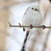 ヒメ日記 2025/03/26 00:11 投稿 るみ マリン千姫