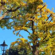 ヒメ日記 2025/11/20 19:57 投稿 あずさ姫 螢