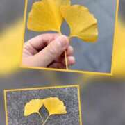 ヒメ日記 2025/12/02 20:21 投稿 あずさ姫 螢