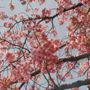 ヒメ日記 2026/03/28 14:41 投稿 あずさ姫 螢