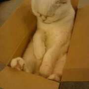 ヒメ日記 2025/04/30 12:00 投稿 椎名さちこ セレブショップ新宿（東京ハレ系）