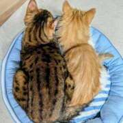 ヒメ日記 2025/05/30 23:45 投稿 椎名さちこ セレブショップ新宿（東京ハレ系）