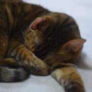 ヒメ日記 2025/09/05 12:00 投稿 椎名さちこ セレブショップ新宿（東京ハレ系）