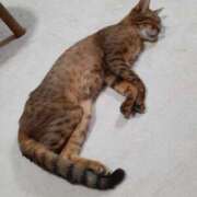 椎名さちこ ＊[お題]from:グミさん＊ セレブショップ新宿（東京ハレ系）