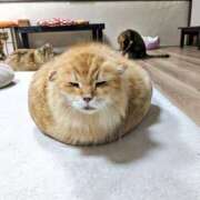 ヒメ日記 2026/01/05 20:00 投稿 椎名さちこ セレブショップ新宿（東京ハレ系）