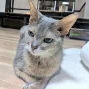 ヒメ日記 2026/01/21 20:15 投稿 椎名さちこ セレブショップ新宿（東京ハレ系）