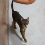 ヒメ日記 2026/02/18 18:45 投稿 椎名さちこ セレブショップ新宿（東京ハレ系）