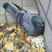 ヒメ日記 2026/02/24 22:00 投稿 椎名さちこ セレブショップ新宿（東京ハレ系）