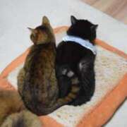 椎名さちこ ＊[お題]from:会社で配られちゃうさん＊ セレブショップ新宿（東京ハレ系）