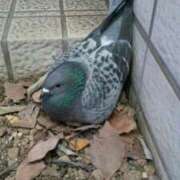 ヒメ日記 2026/03/12 12:00 投稿 椎名さちこ セレブショップ新宿（東京ハレ系）