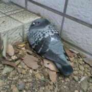 ヒメ日記 2026/03/26 21:45 投稿 椎名さちこ セレブショップ新宿（東京ハレ系）