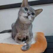 ヒメ日記 2026/04/01 22:00 投稿 椎名さちこ セレブショップ新宿（東京ハレ系）