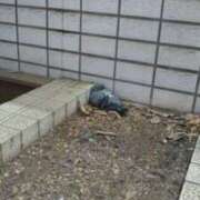 ヒメ日記 2026/04/05 21:45 投稿 椎名さちこ セレブショップ新宿（東京ハレ系）