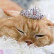 ヒメ日記 2026/04/15 22:15 投稿 椎名さちこ セレブショップ新宿（東京ハレ系）