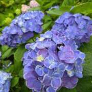 りな お知らせ PLAYBOY（一番町）