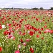 ヒメ日記 2025/05/22 20:47 投稿 新人りか 成田人妻講座