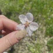 ヒメ日記 2025/05/06 09:09 投稿 ゆあ ハピネス札幌