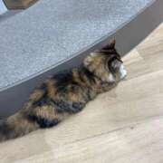 ヒメ日記 2026/01/03 19:05 投稿 わか PLAYBOY（一番町）