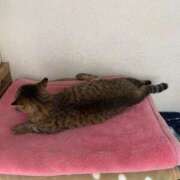 ヒメ日記 2026/02/11 21:05 投稿 わか PLAYBOY（一番町）