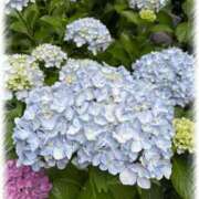 ヒメ日記 2025/07/02 06:45 投稿 すずね PLAYBOY（一番町）