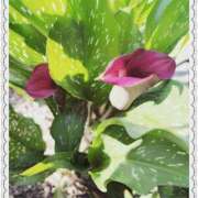 ヒメ日記 2025/07/25 09:25 投稿 すずね PLAYBOY（一番町）