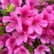 ヒメ日記 2025/06/10 08:45 投稿 はな PLAYBOY（一番町）