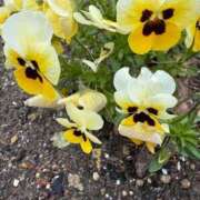 ヒメ日記 2025/06/12 10:35 投稿 はな PLAYBOY（一番町）