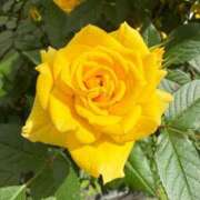 ヒメ日記 2025/06/14 06:28 投稿 はな PLAYBOY（一番町）