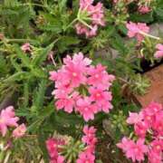 ヒメ日記 2025/06/16 09:35 投稿 はな PLAYBOY（一番町）