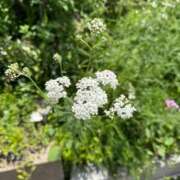 ヒメ日記 2025/06/17 15:25 投稿 はな PLAYBOY（一番町）