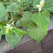 ヒメ日記 2025/06/18 09:45 投稿 はな PLAYBOY（一番町）