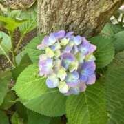 ヒメ日記 2025/06/19 08:50 投稿 はな PLAYBOY（一番町）