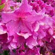 ヒメ日記 2025/06/21 10:13 投稿 はな PLAYBOY（一番町）