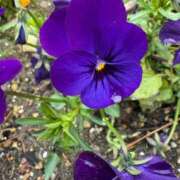 ヒメ日記 2025/06/22 11:06 投稿 はな PLAYBOY（一番町）