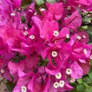 ヒメ日記 2025/06/23 14:25 投稿 はな PLAYBOY（一番町）